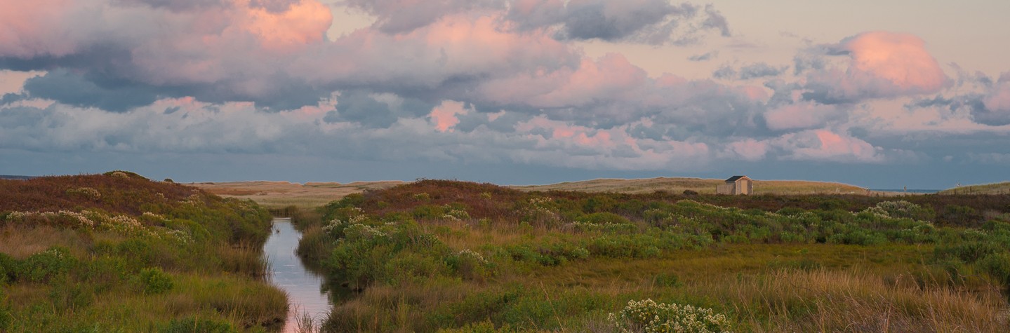 Katama, Nature, Outdoors, Alison Shaw